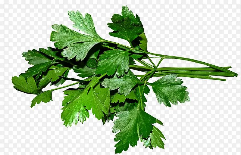几枝绿色植物枝条