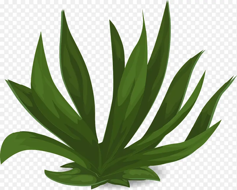 一丛绿色的植物