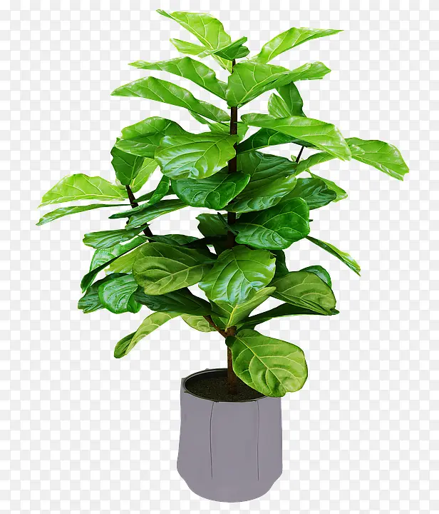 春天里的一盆绿色植物