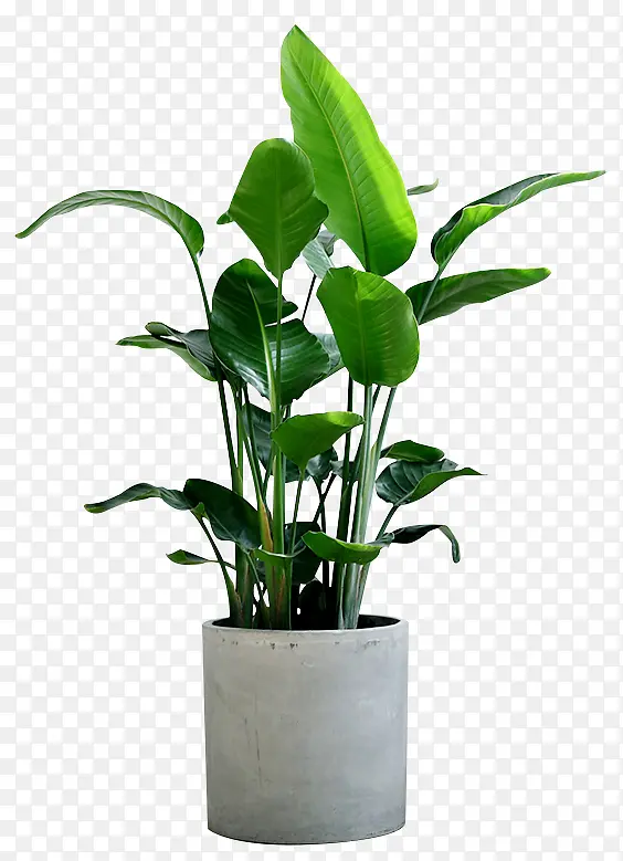 绿植植物室内装饰盆栽PNG图片素材下载_图片编号11149733-PNG素材网