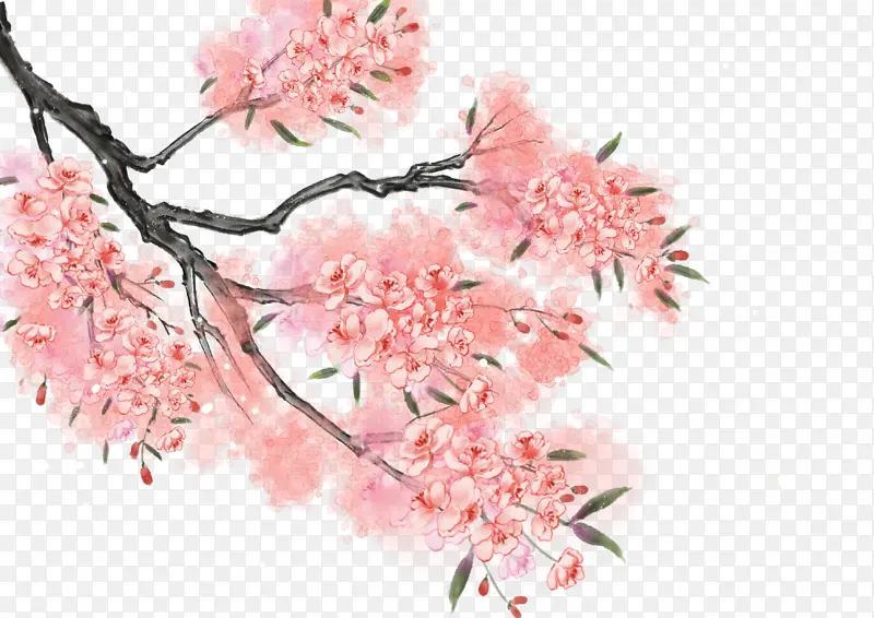 春天樱花树枝绿叶