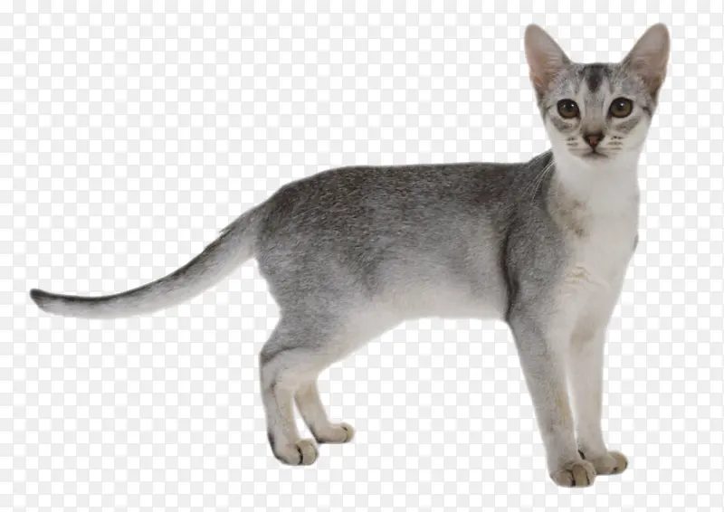 服的猫 宠物服装 宠物 午后 温