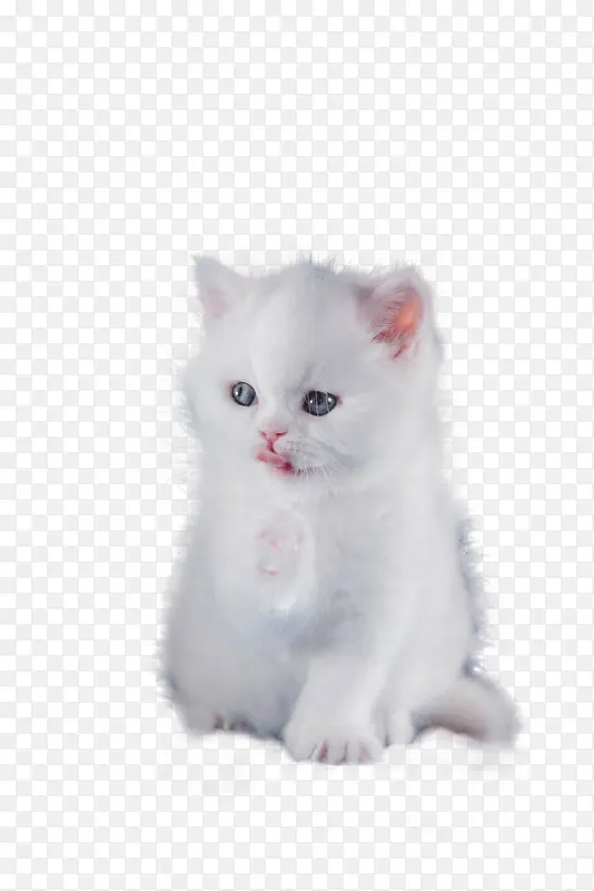 白色小猫，小猫，白猫，猫