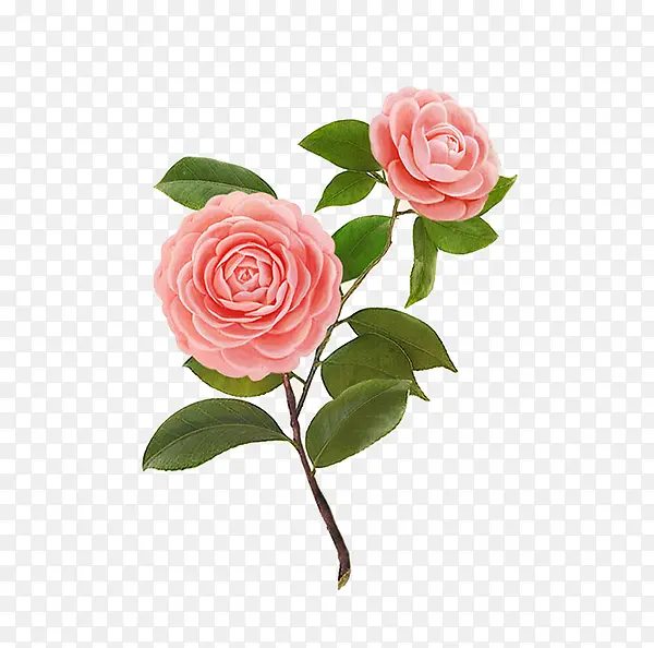 红色的月季花。