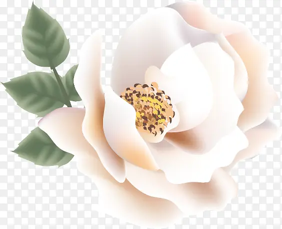 娇艳的牡丹花