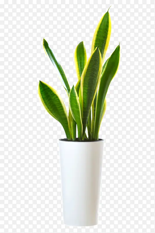虎皮兰盆栽素材