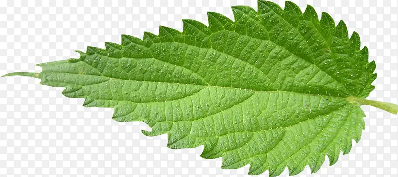 薄荷叶子免抠素材