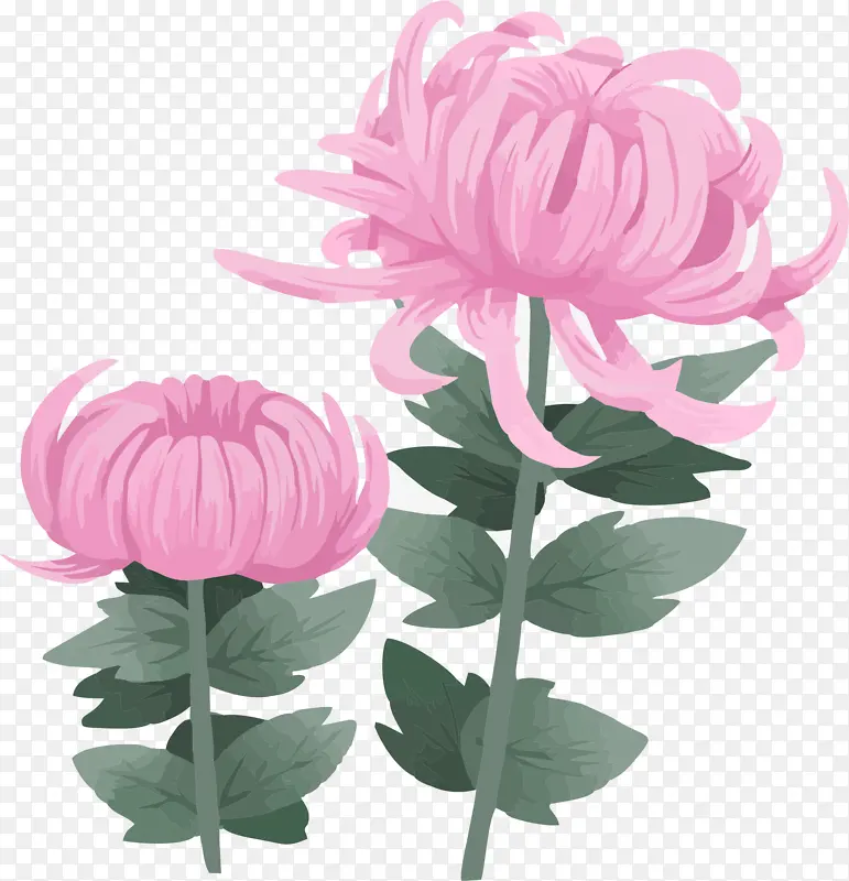 手绘粉色的菊花