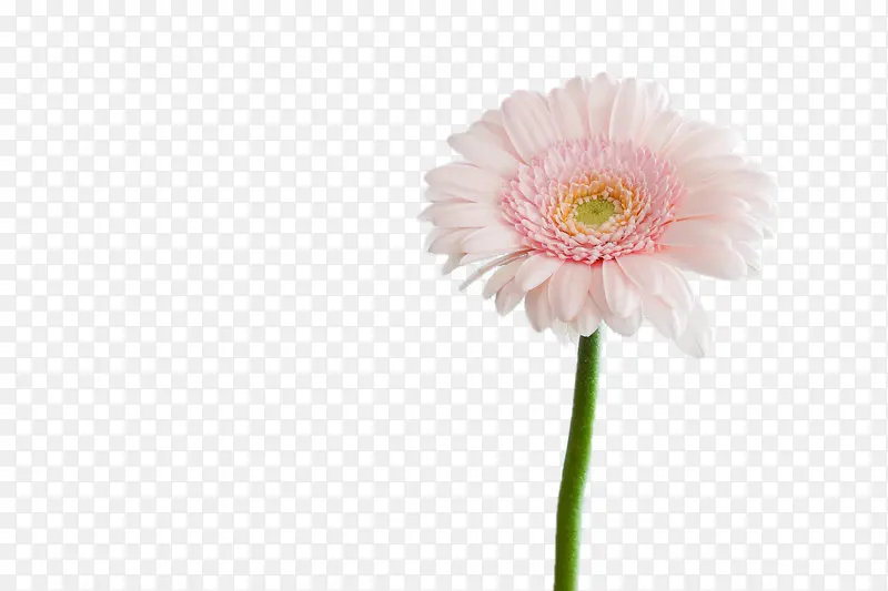 粉色花朵菊花