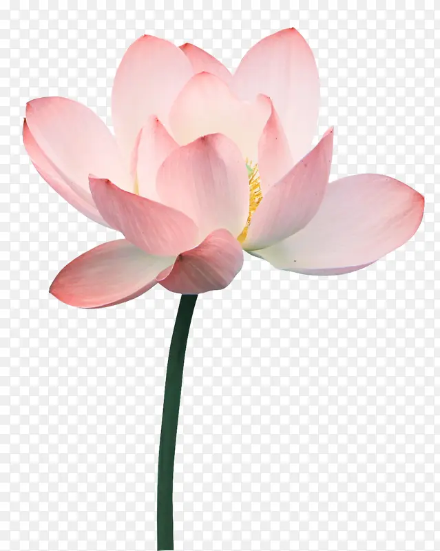 夏日荷花素材