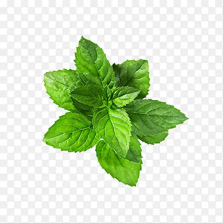 新鲜薄荷叶果汁