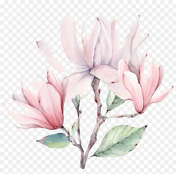 手绘粉色的玉兰花