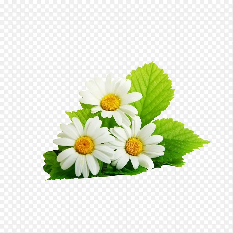 白色的小邹菊