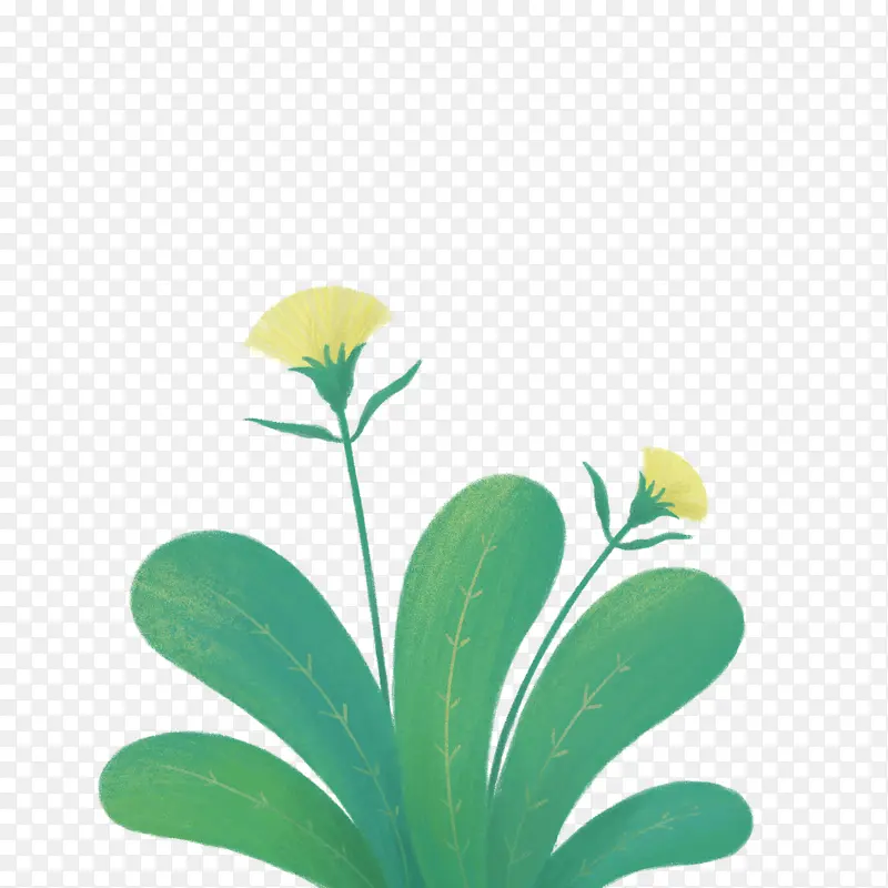 绿色荷花树叶
