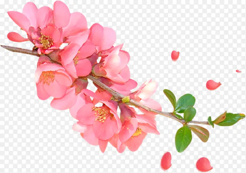 水彩桃花png