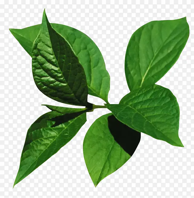 绿油油的叶片