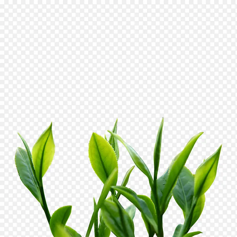 绿色的新鲜茶叶