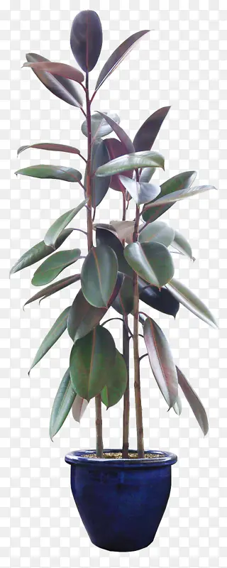 植物盆栽绿植