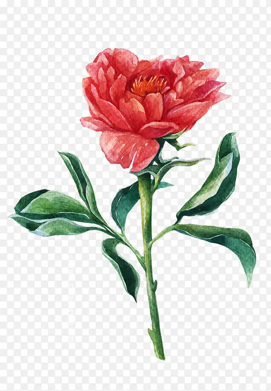 手绘油画鲜花