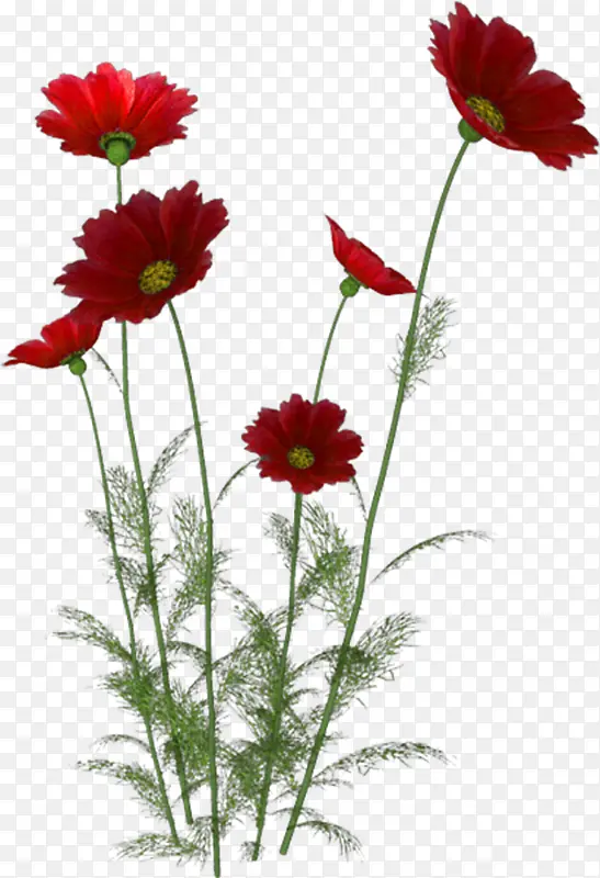 野花野花花草菊花