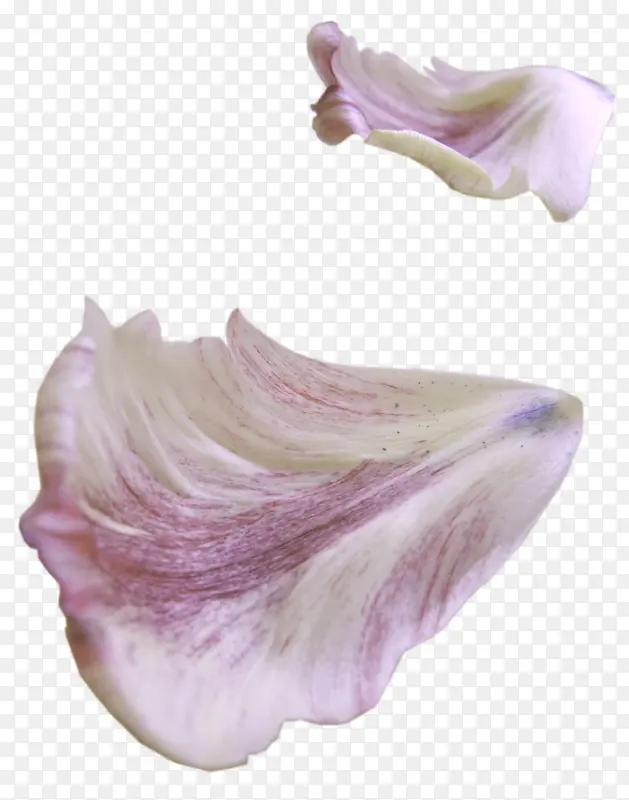 飘在空中的花瓣