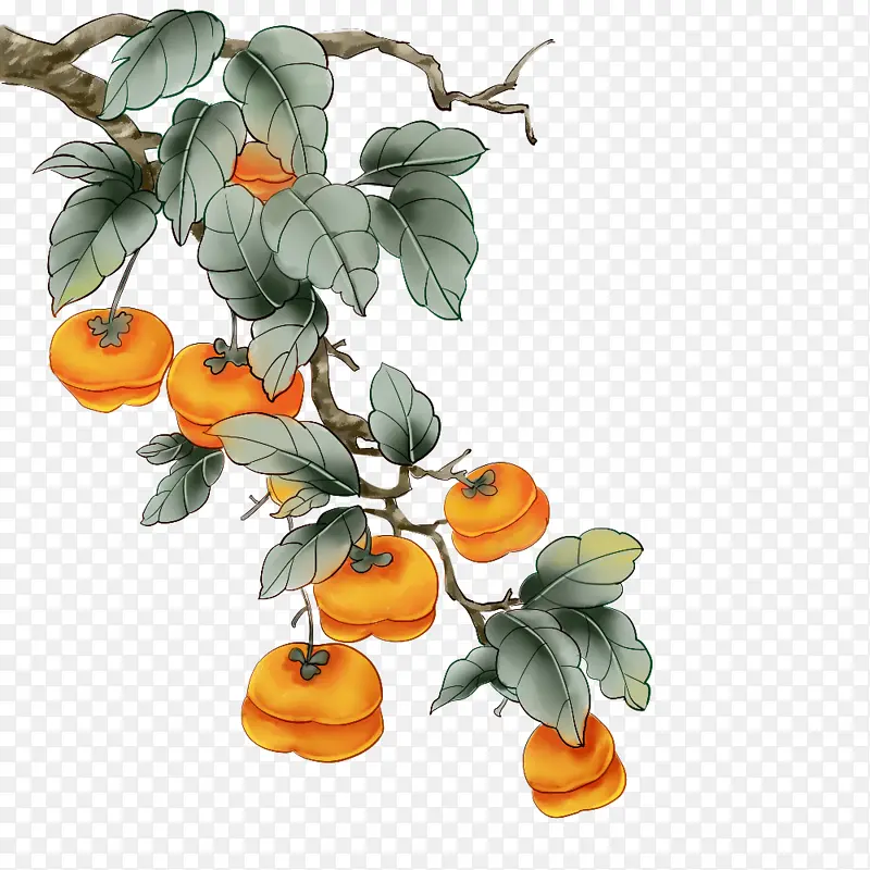手绘霜降柿子素材