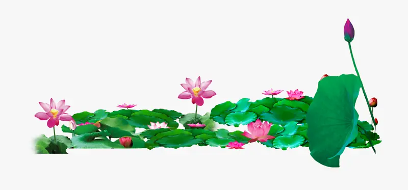 精美高清荷花荷叶荷塘插画素材