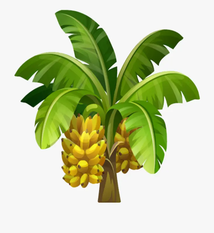 一棵精美的手绘香蕉树
