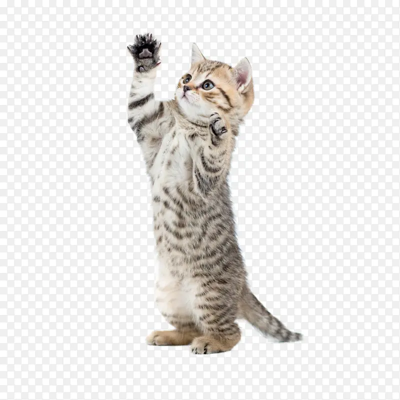 可爱的站立猫咪