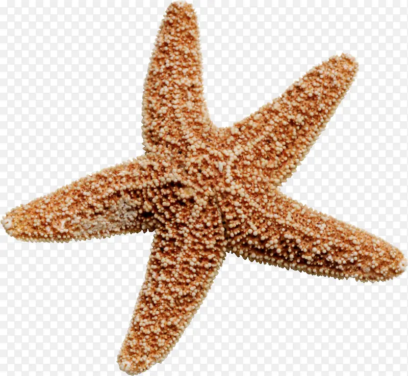 海星可爱黄色免扣