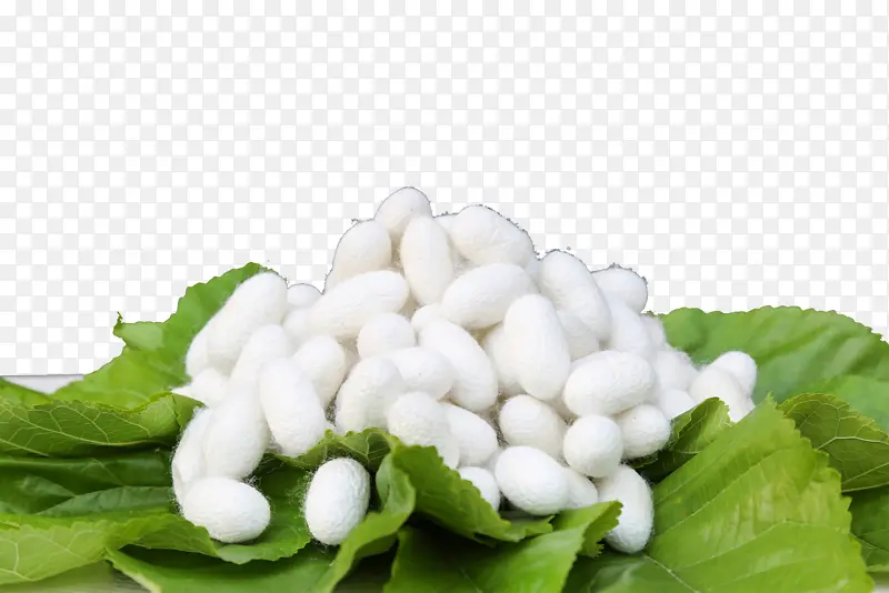 实物桑叶桑蚕丝蚕茧