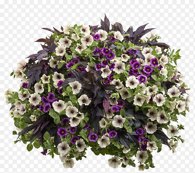 鲜花 盆栽 装饰