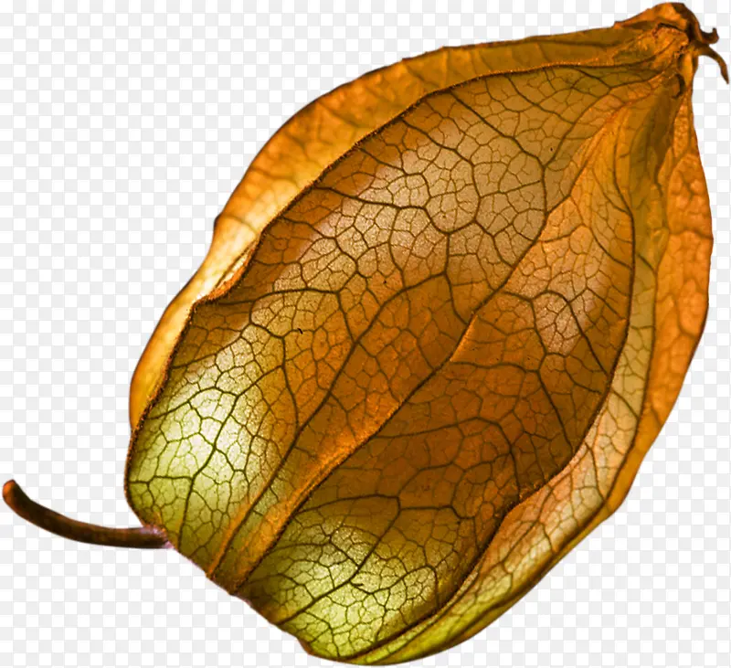灯笼草果免扣