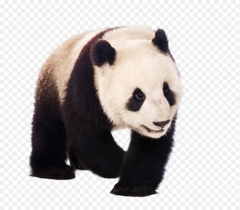 可爱行走的大熊猫