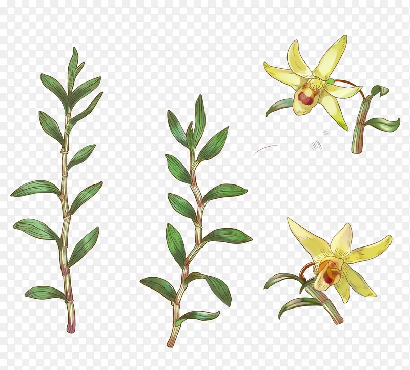 铁皮石斛根茎和花