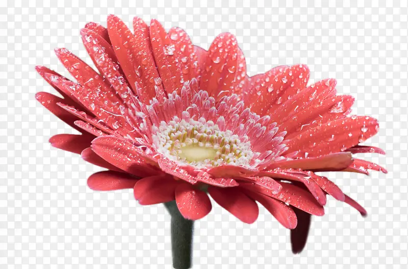 非洲菊红色花朵免扣