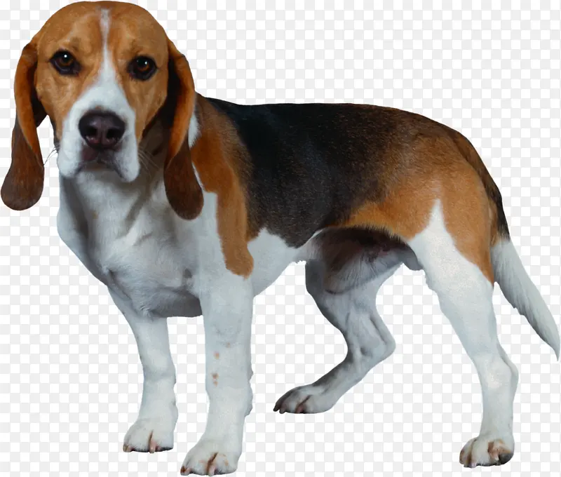 小狗 犬 狗狗PNG图片素材下载_图片编号11182994-PNG素材网