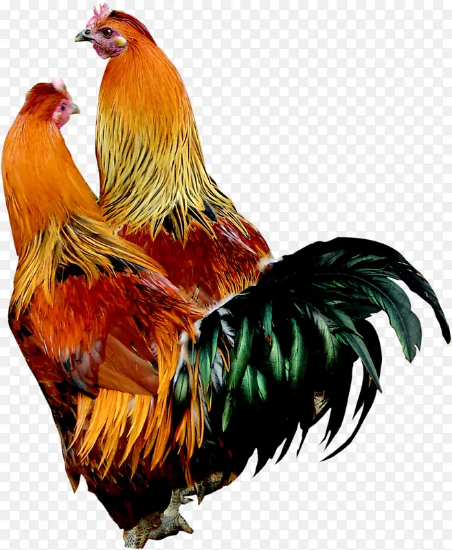 摄影 生物世界 家禽家畜 摄影 生物世界