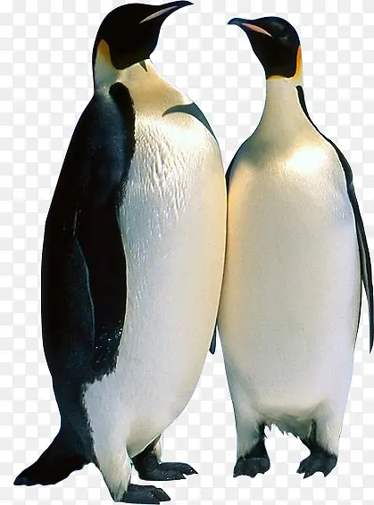 阳光下的企鹅