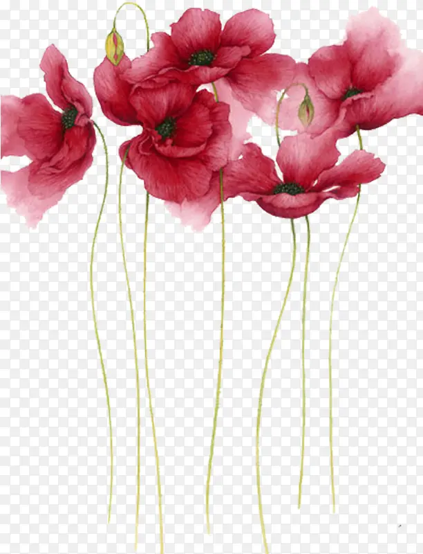 手绘水彩风虞美人花插画素材