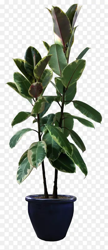 室内清新绿色植物
