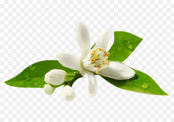 清新淡雅茉莉花