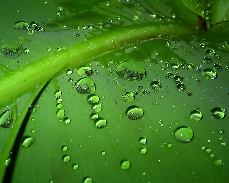 绿叶，水珠,植物,叶子