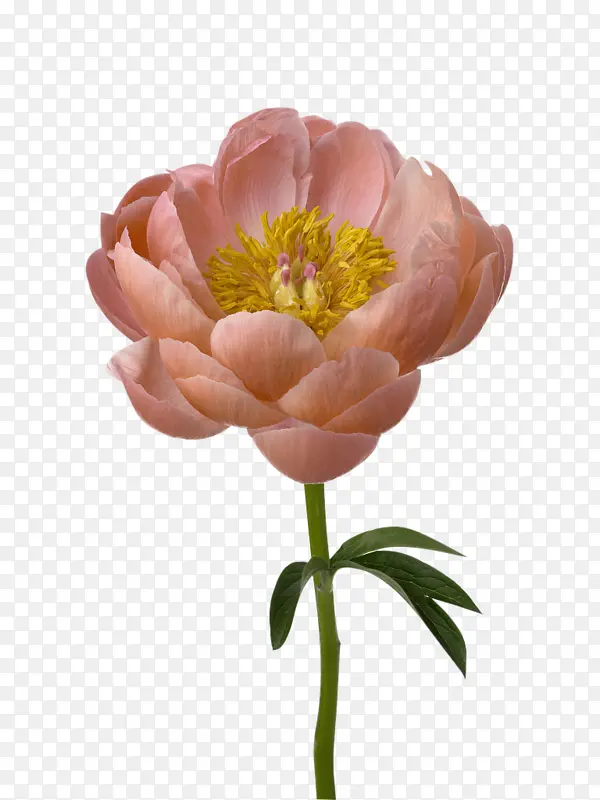 仅一枝粉色牡丹鲜花