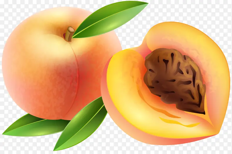 卡通杏子矢量图