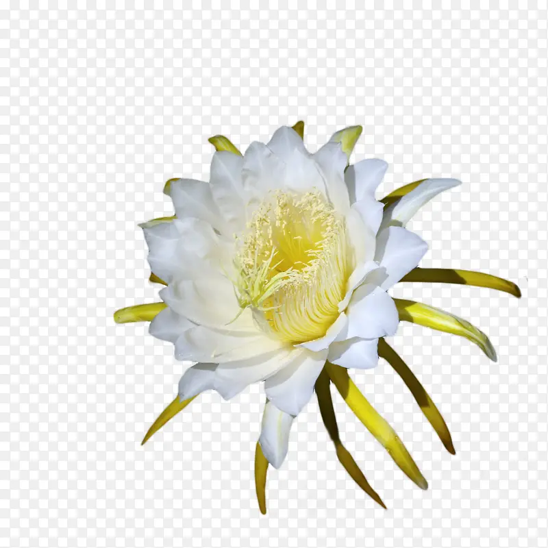 仙人掌科花朵昙花