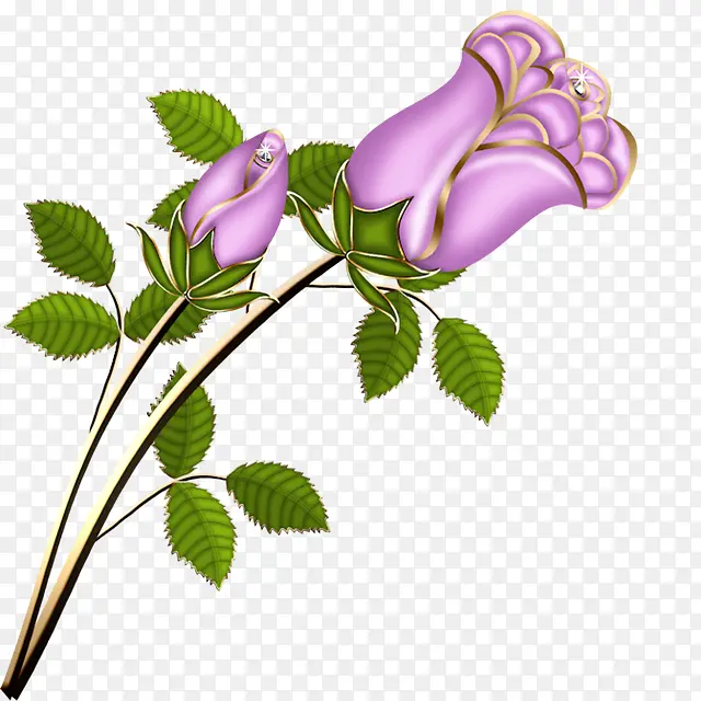 紫色金边玫瑰花