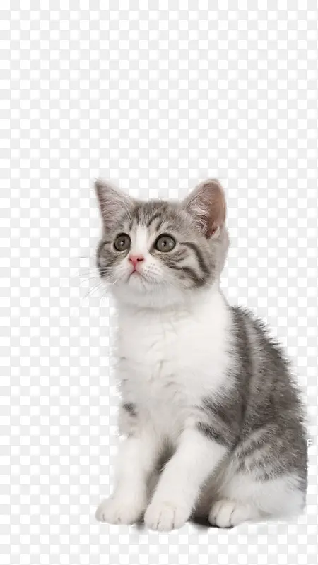 直视的小猫咪