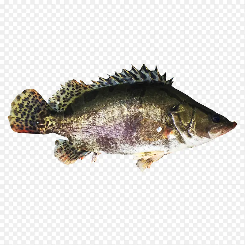 鳜鱼桂鱼新鲜桂鱼