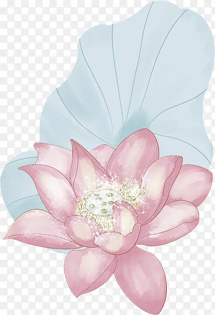 夏天的荷花手绘插画